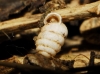 Pupilla triplicata Pupilla triplicata