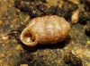Pupilla triplicata