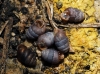 Pupilla muscorum Pupilla muscorum