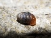Pupilla muscorum Pupilla muscorum
