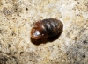 Pupilla muscorum Pupilla muscorum
