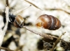 Pupilla sp.