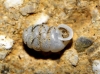 Pupilla triplicata Pupilla triplicata