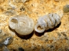 Pupilla triplicata Pupilla triplicata