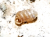 Pupilla triplicata Pupilla triplicata