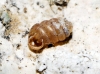 Pupilla triplicata Pupilla triplicata