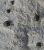 Pyramidula pusilla