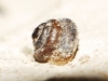 Pyramidula pusilla