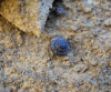Pyramidula pusilla