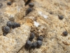 Pyramidula pusilla