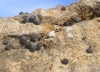 Pyramidula pusilla