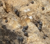 Pyramidula pusilla