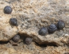 Pyramidula pusilla