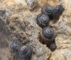 Pyramidula pusilla