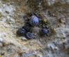 Pyramidula pusilla