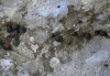 Pyramidula pusilla