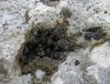 Pyramidula pusilla
