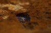 Pyramidula pusilla