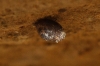 Pyramidula pusilla