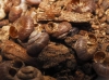Pyramidula pusilla