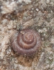 Pyramidula pusilla