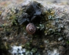 Pyramidula pusilla
