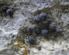 Pyramidula pusilla