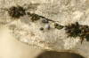 Pyramidula pusilla