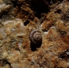 Pyramidula pusilla