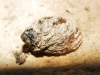 Quickella arenaria
