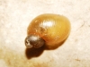Quickella arenaria