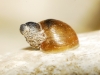 Quickella arenaria
