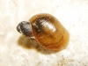 Quickella arenaria