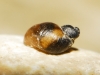 Quickella arenaria