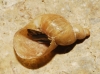 Quickella arenaria