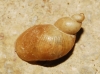 Quickella arenaria
