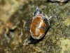Quickella arenaria