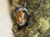 Quickella arenaria