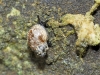 Quickella arenaria