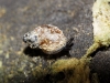 Quickella arenaria