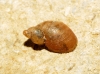 Quickella arenaria