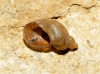 Quickella arenaria