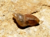 Quickella arenaria
