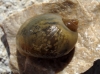 Radix balthica