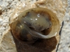 Radix balthica
