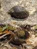 Radix sp.