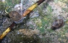 Radix balthica
