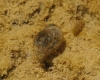 Radix balthica