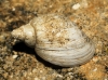 Radix balthica