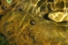 Radix balthica
